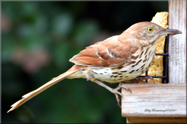 Brown Thrasher