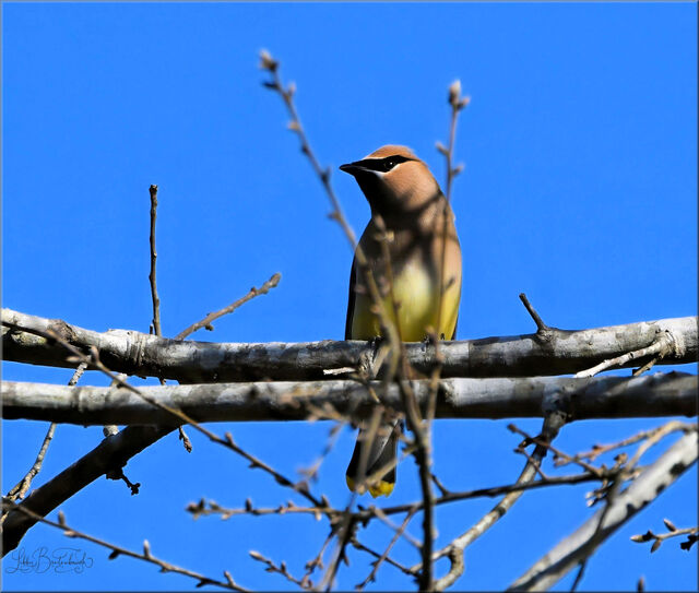 Cedar Waxwing