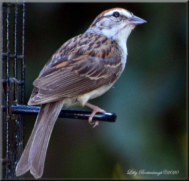 Chipping Sparrow