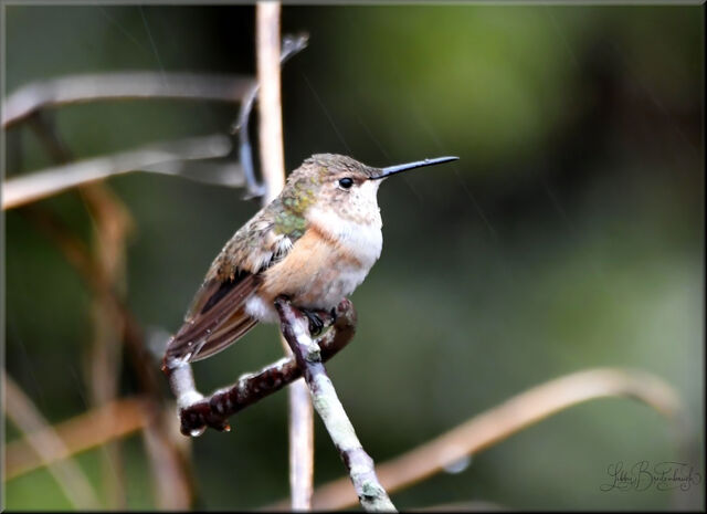 Male Ruffous Hummingbird Rufous Hummingbird