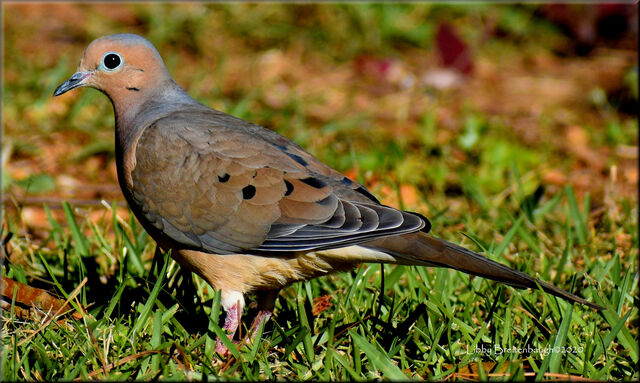Mourning Dove