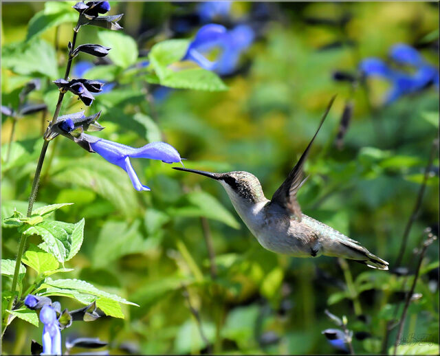 Ruby-throated Hummingbird