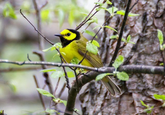 Hooded Warbler