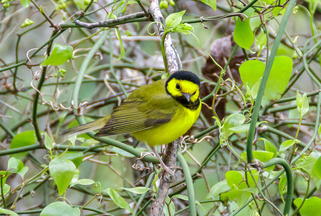 Hooded Warbler