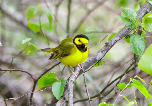 Hooded Warbler