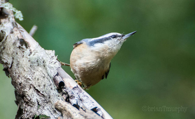 Red-breasted Nuthatch