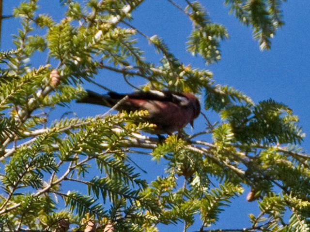 White-winged Crossbill