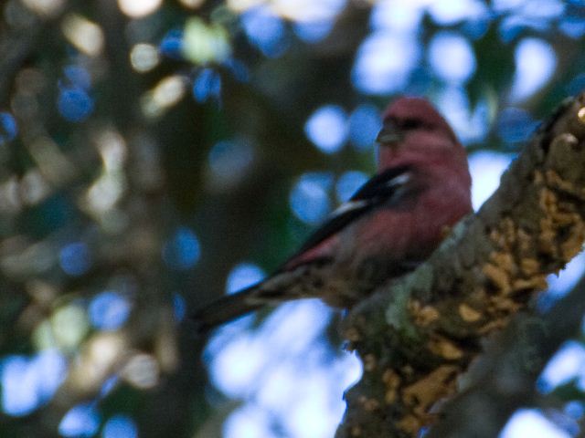 White-winged Crossbill
