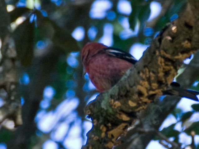 White-winged Crossbill
