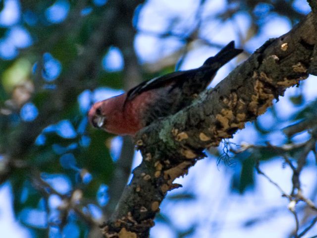 White-winged Crossbill