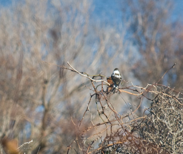 Yellow-rumped Warbler