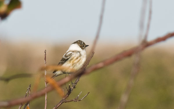 Yellow-rumped Warbler