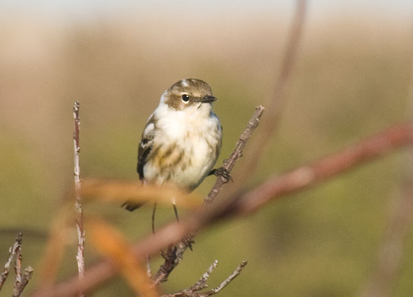 Yellow-rumped Warbler