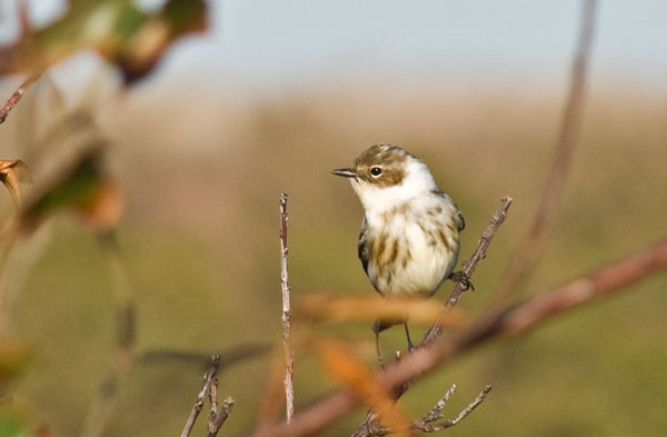 Yellow-rumped Warbler