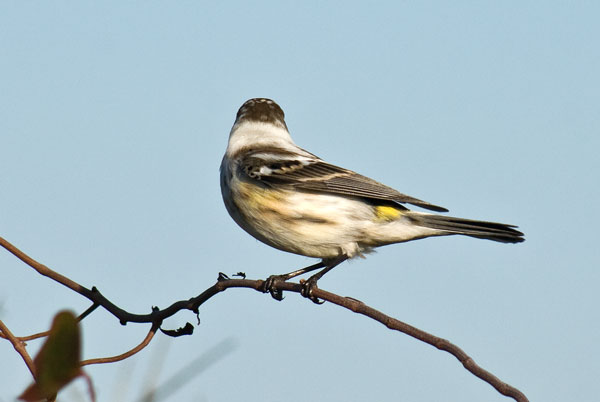 Yellow-rumped Warbler