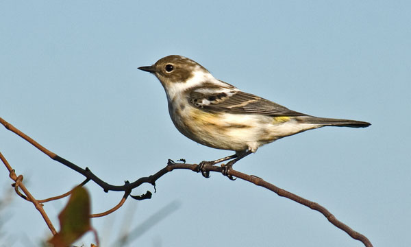 Yellow-rumped Warbler