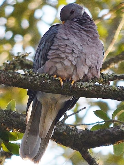 Band-tailed Pigeon