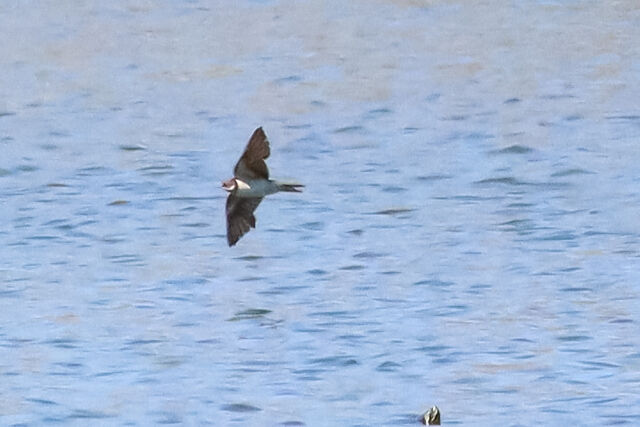 Bank Swallow