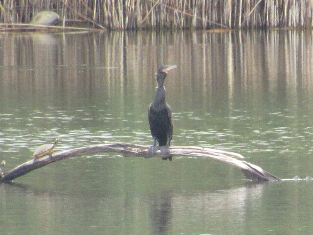 Neotropic Cormorant