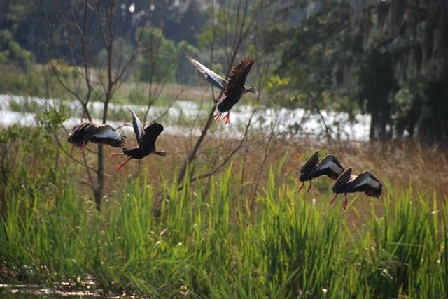 Black-bellied Whistling-Ducks