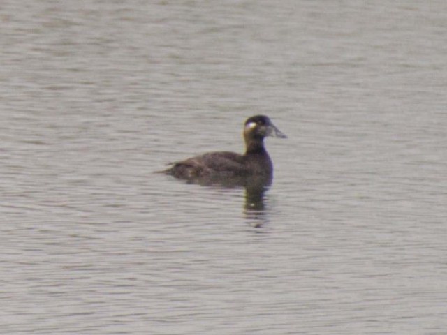 Surf Scoter