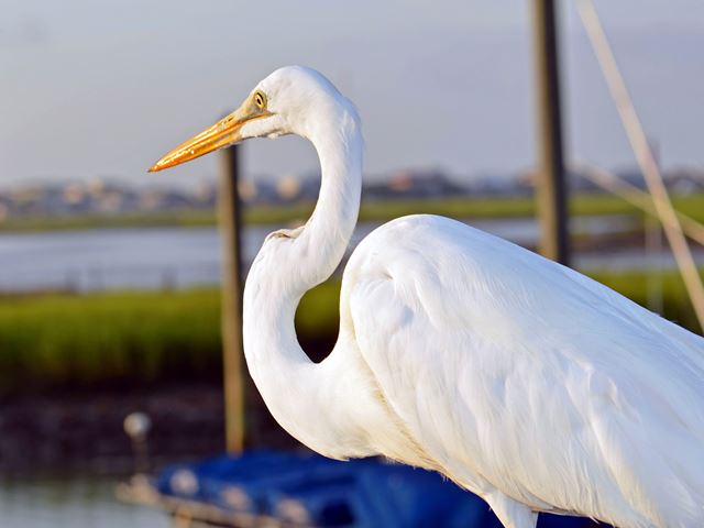 Great Egret