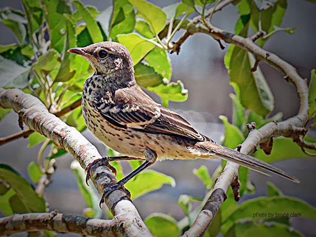 Northern Mockingbird