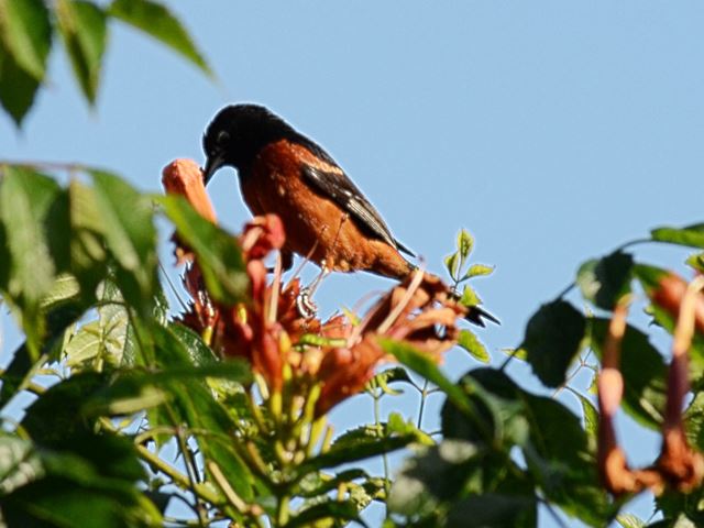 Orchard Oriole
