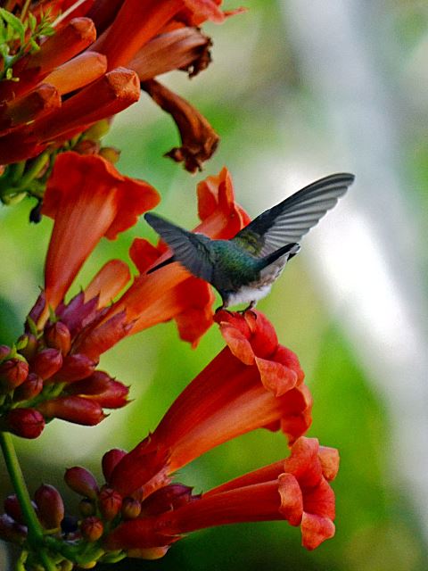 Ruby-throated Hummingbird