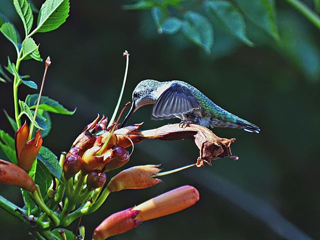 Ruby-throated Hummingbird