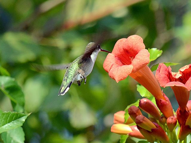 Ruby-throated Hummingbird