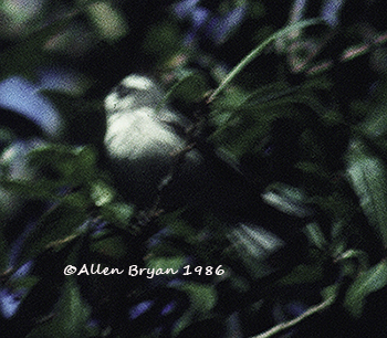 Black-throated Gray Warbler