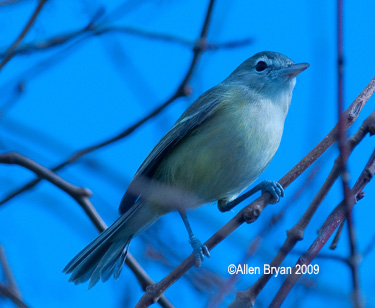 Bell's Vireo