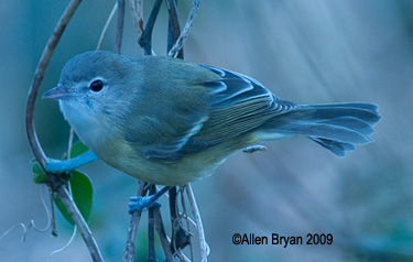 Bell's Vireo