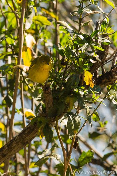 Yellow Warbler