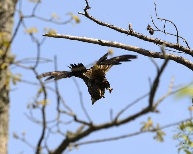 Bald Eagle