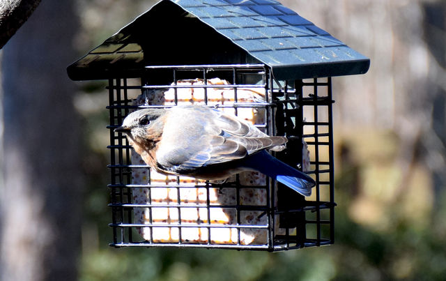 Eastern Bluebird