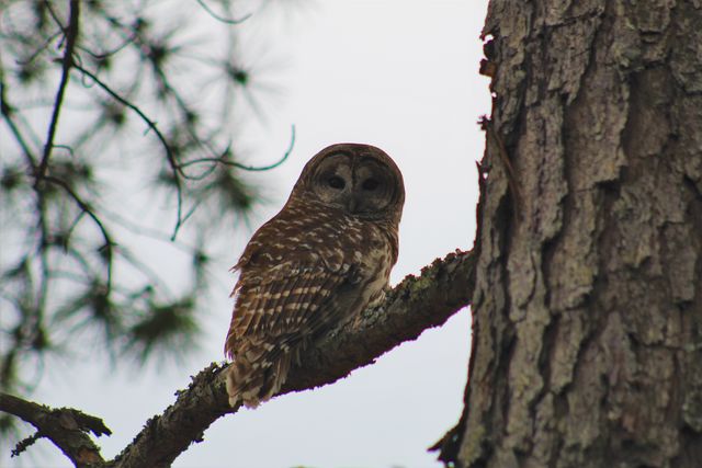 barred owl barred owl