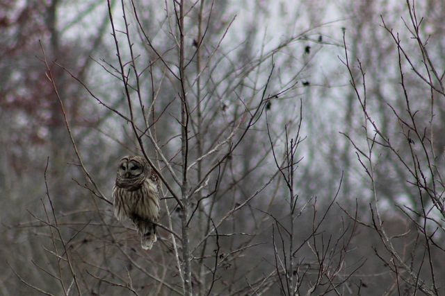 barred owl barred owl