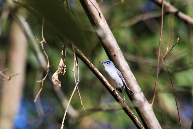 Blue-gray Gnatcatcher