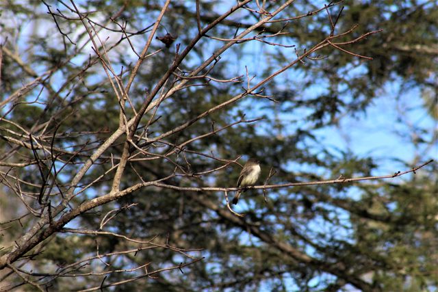 Eastern Phoebe