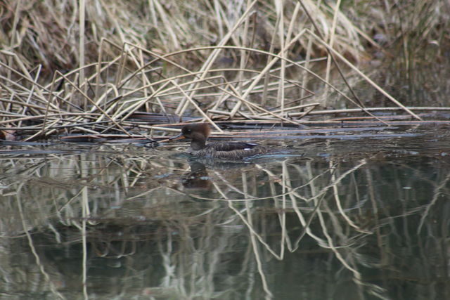 Hooded Merganser