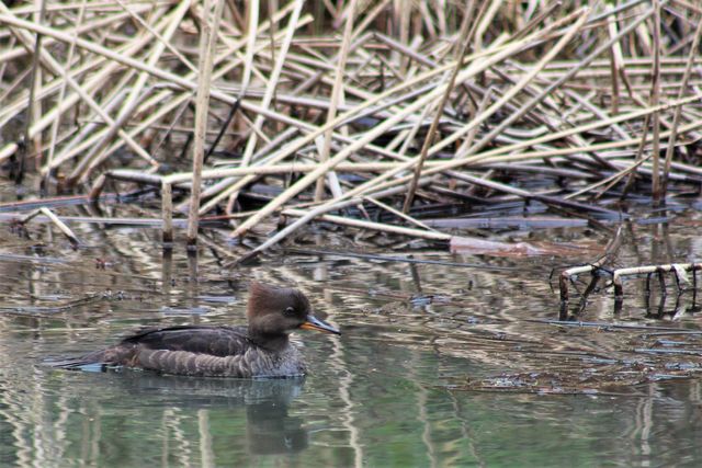 hooded merganser hooded merganser
