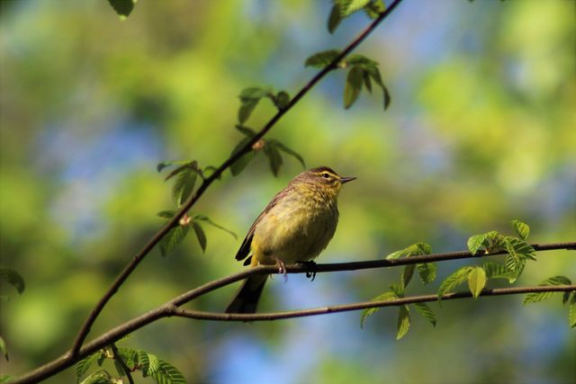 Palm Warbler