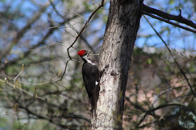 Pileated Woodpecker