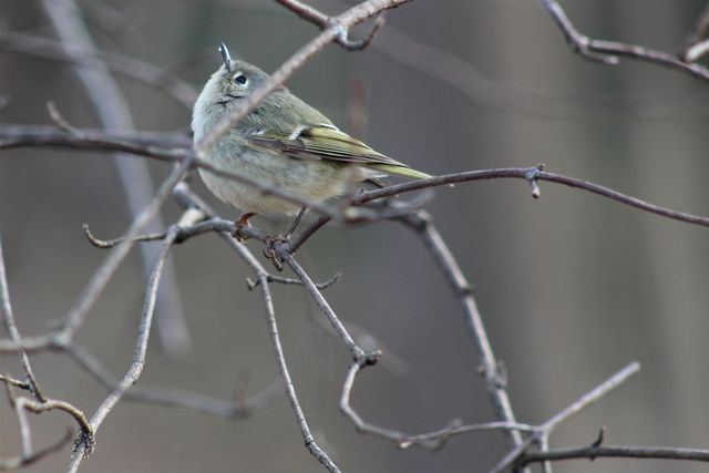 Ruby-crowned Kinglet