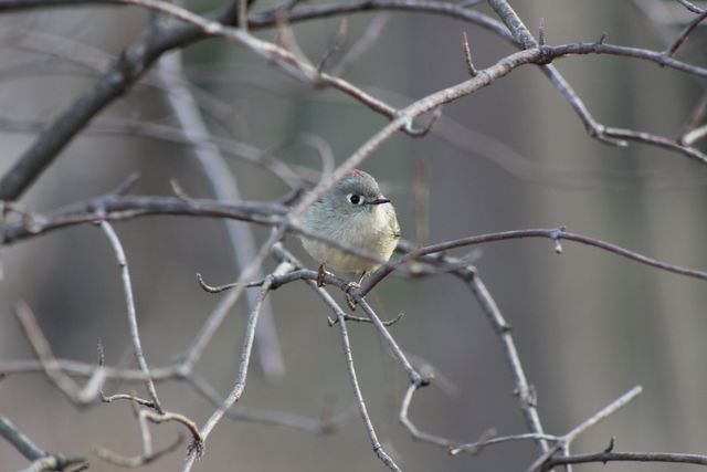 Ruby-crowned Kinglet