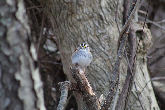 White-throated Sparrow