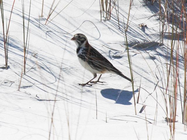 Lapland Longspur