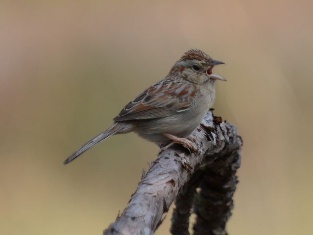 Bachman's Sparrow